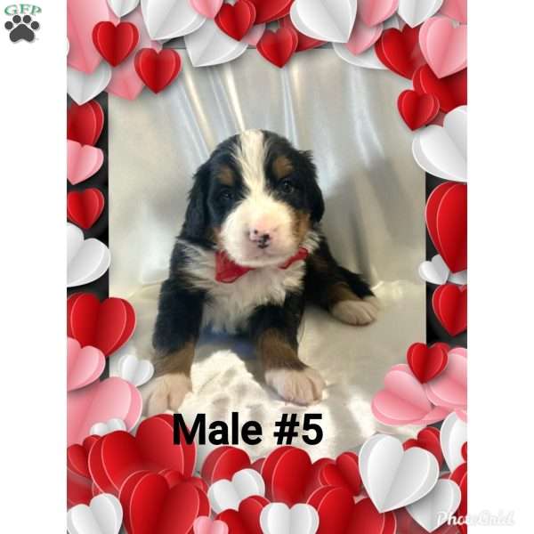 Chandler, Bernese Mountain Dog Puppy